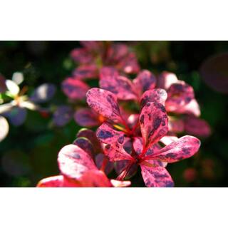 Online Orchards 1 Gal. Rose Glow Barberry Shrub Deep Purple Foliage Naturally Mottled with Rosepink Splashes SBBB003