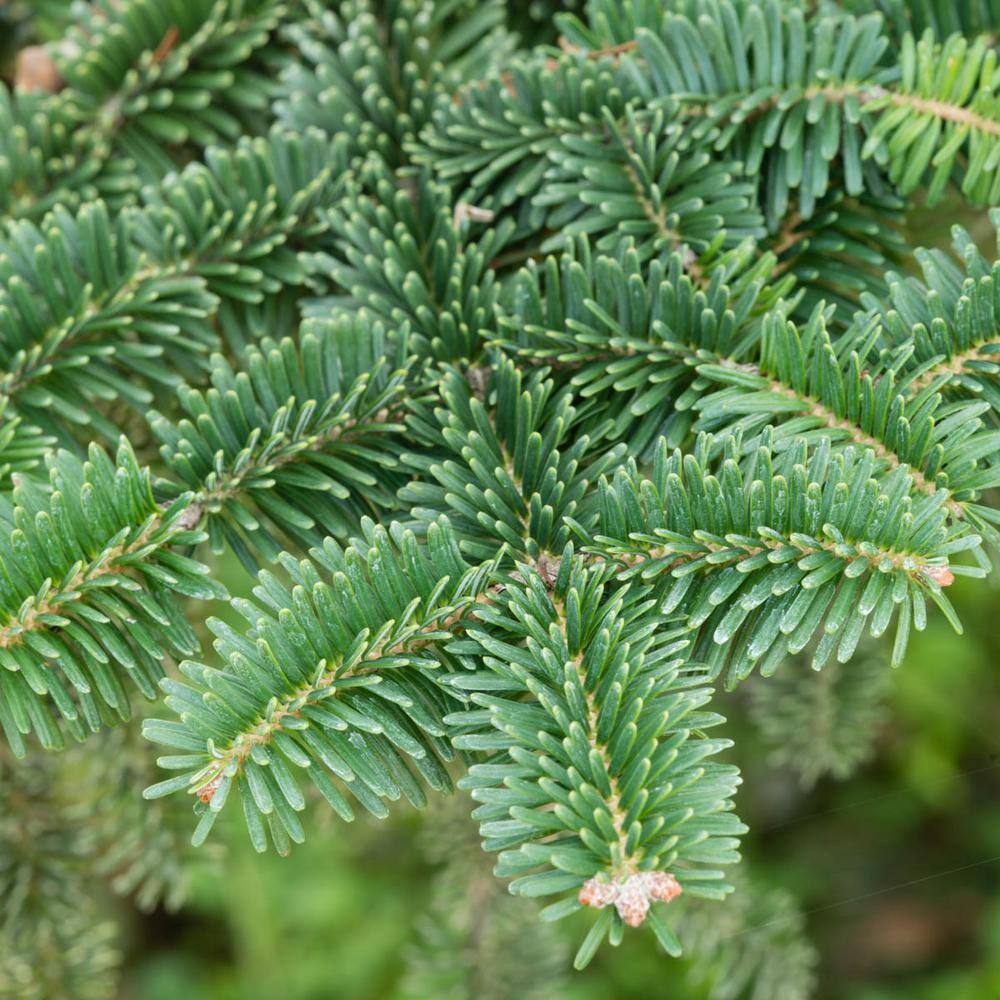 Spring Hill Nurseries 2.25 Gal. Pot Norway Spruce (Picea) Live Evergreen Tree (1-Pack) 88732