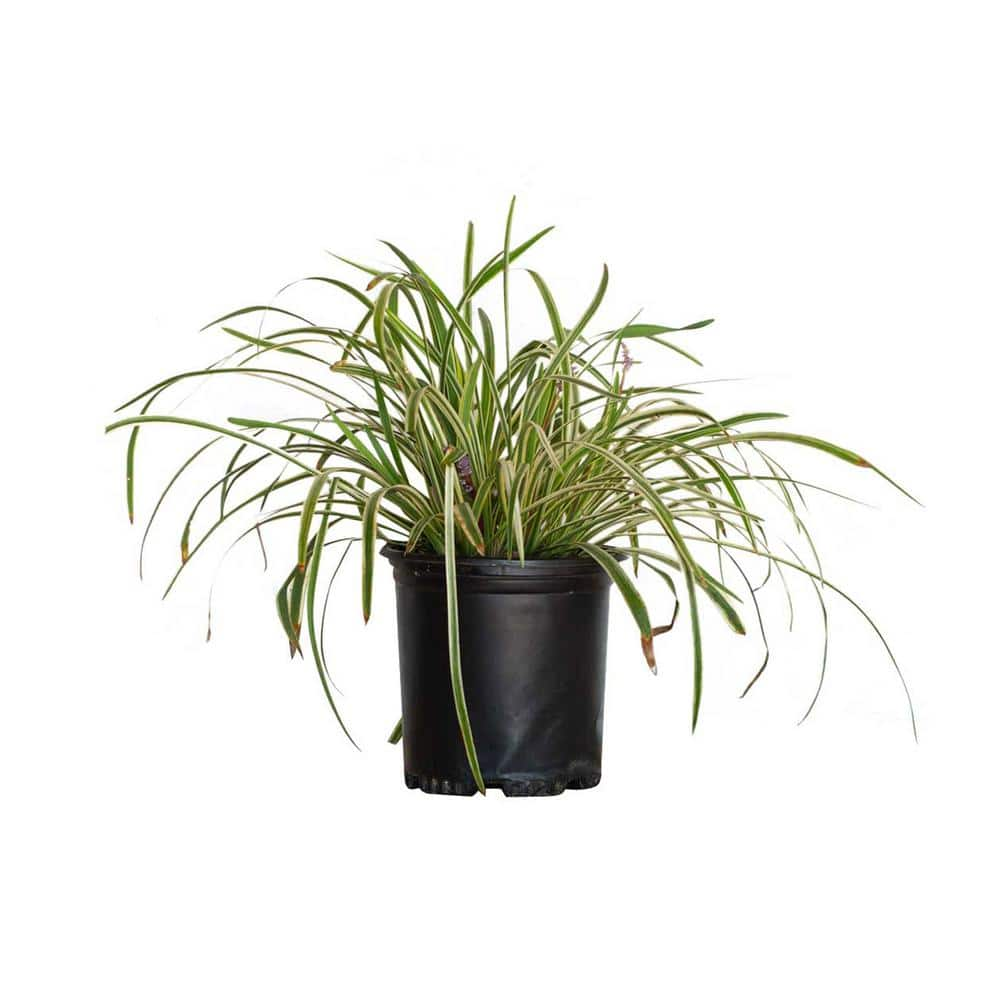 FLOWERWOOD 2.5 Qt. Variegated Liriope - Live Groundcover Grass 4009Q