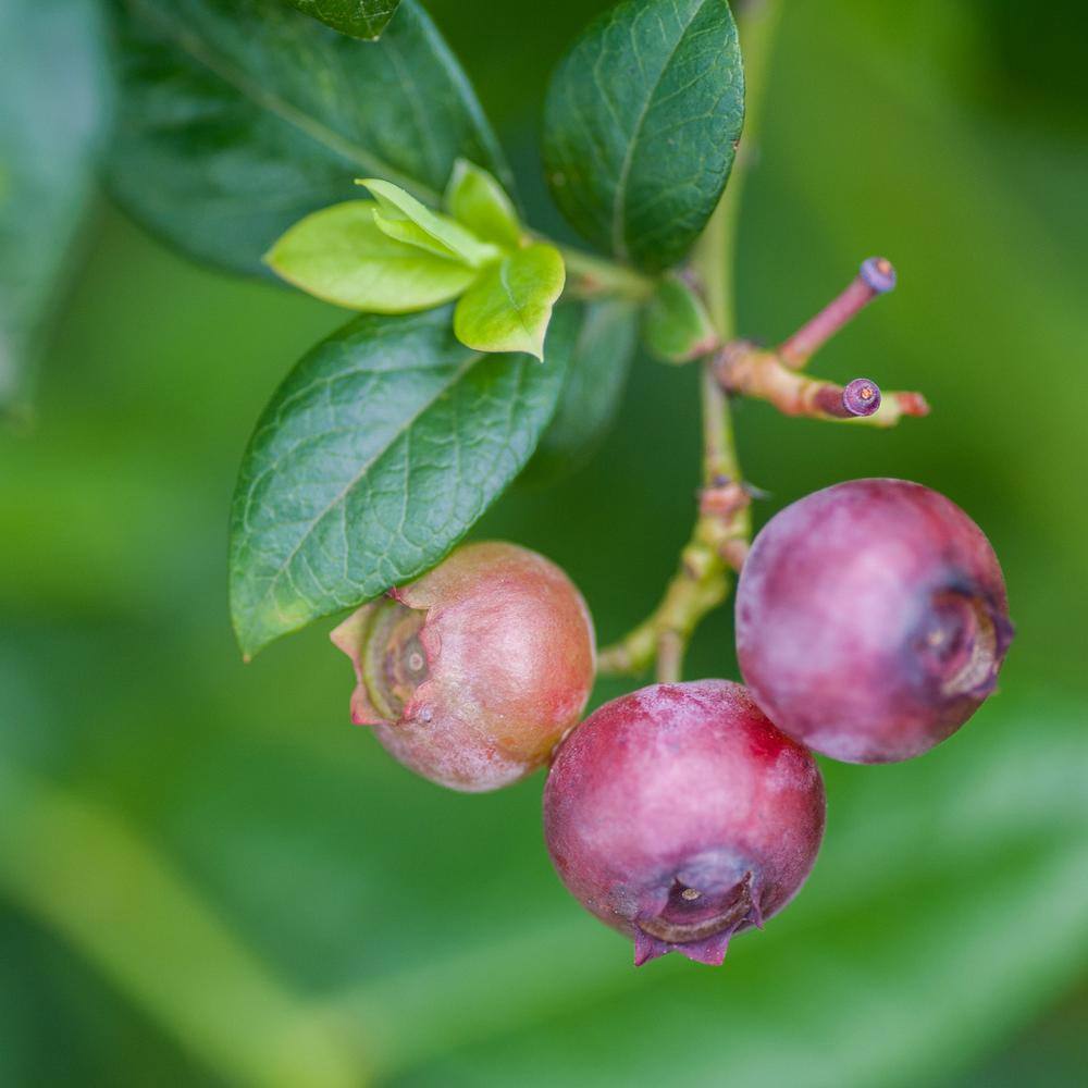 Perfect Plants Live Pink Lemonade Blueberry Fruit Plant 1 Gal. THD10019