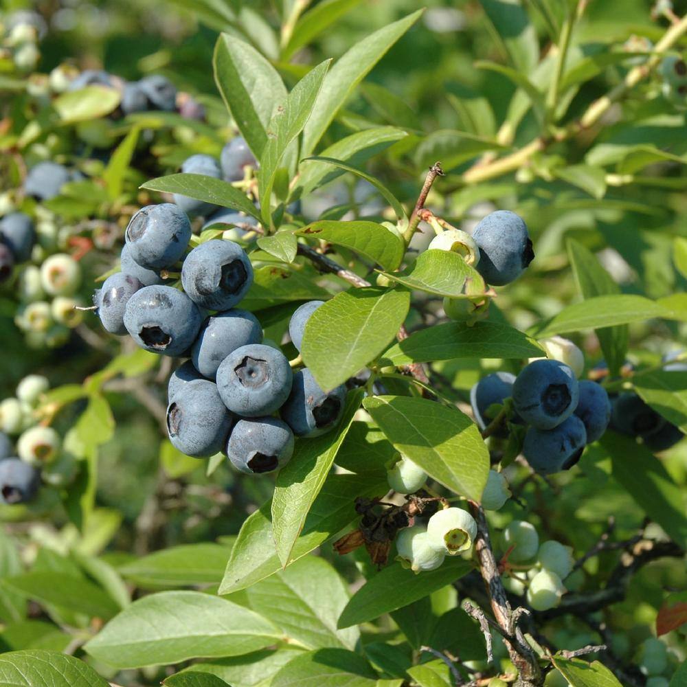 national PLANT NETWORK 2.25 Gal. Tift Blueberry Plant HD7063