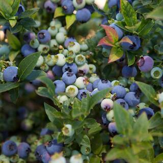BUSHEL AND BERRY 2 Gal. Bushel and Berry Jelly Bean Blueberry Live Plant 19574
