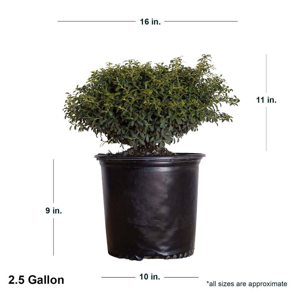 FLOWERWOOD 2.5 Gal - Soft Touch Holly(Ilex) Live Evergreen Shrub Finely Textured Green Foliage 31183FL