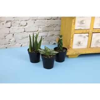 SMART PLANET Mini-Sansevieria Assortment in 2.5 in. Grow Pot (3-Pack) 0880086