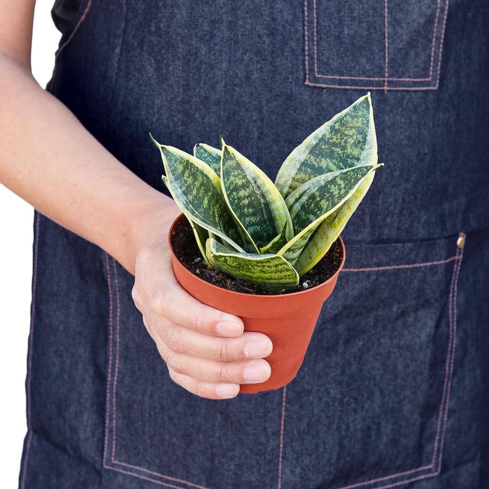 Snake Plant Laurentii Dwarf (Sansevieria Hahnii) Plant in 4 in. Grower Pot 4_SNAKE_OCEAN.STAR