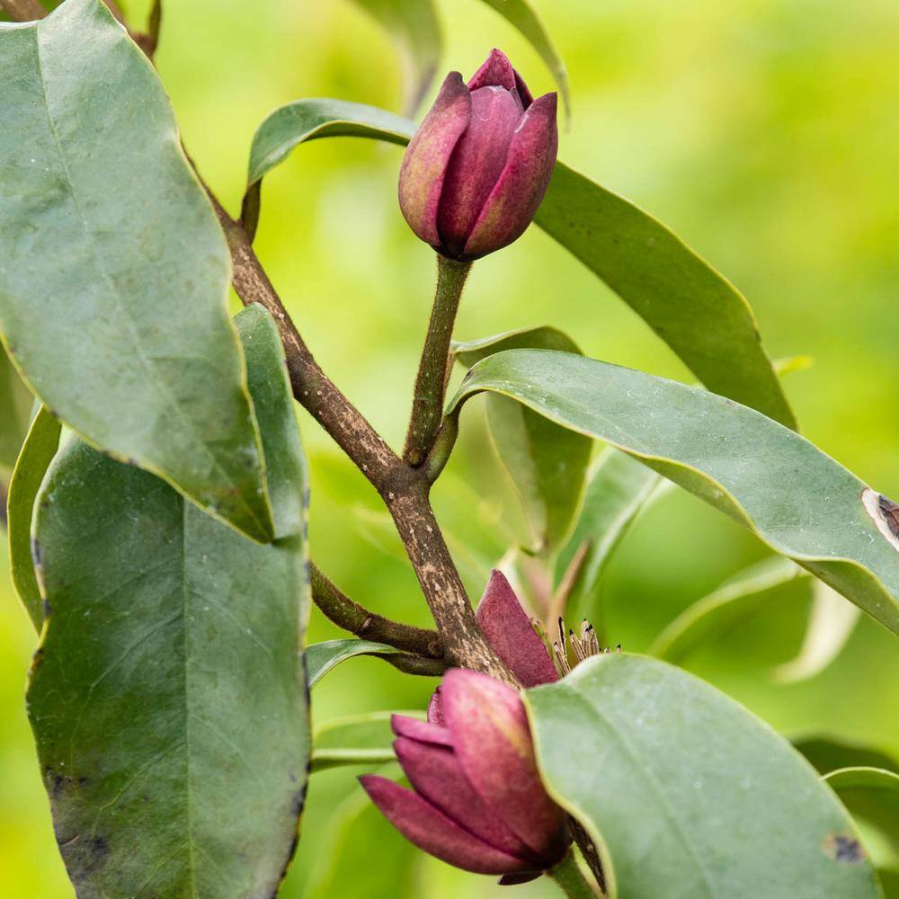 Spring Hill Nurseries Stellar Ruby Magnolia Starter Tree Live Bare Root Flowering Ornamental Tree (1-Pack) 81503