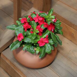 ALTMAN PLANTS 1-Gallon Vinca Plant Red Flowers (Single) 0881453