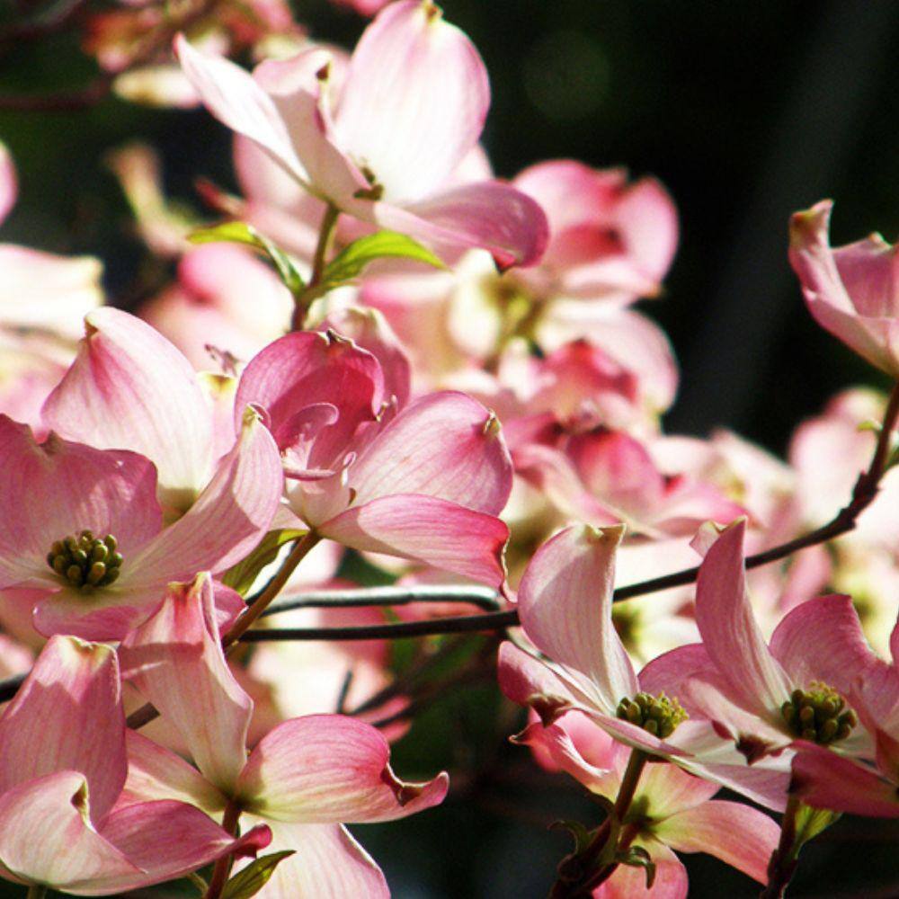 5 Gal. Pink Dogwood Flowering Deciduous Tree with Pink Flowers DOGPIN05G
