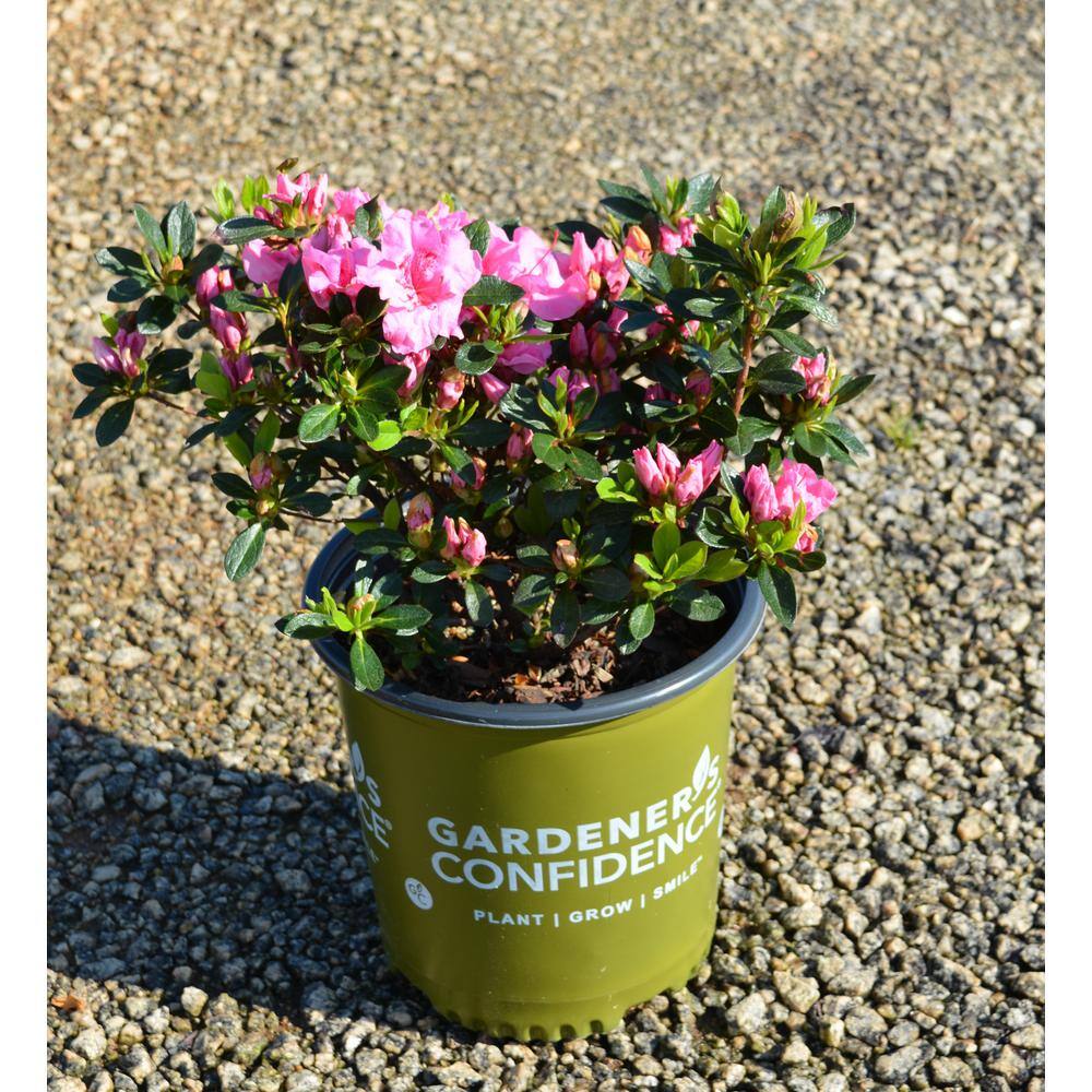 Vigoro 2 Gal. Echo Pink Explosion Azalea Shrub with Dark Pink Reblooming Flowers 10305