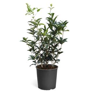 Brighter Blooms 3 Gal. Fragrant Tea Olive Shrub OSM-FRA3