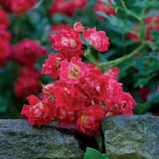 Drift 2 Gal. Red Drift Rose Bush with Red Flowers 13190