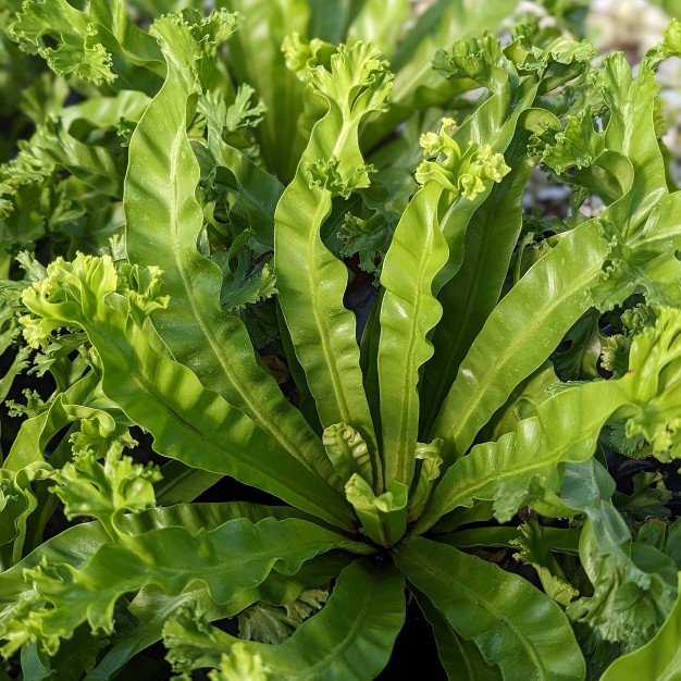 Victoria Birds Nest Fern - National Plant Network