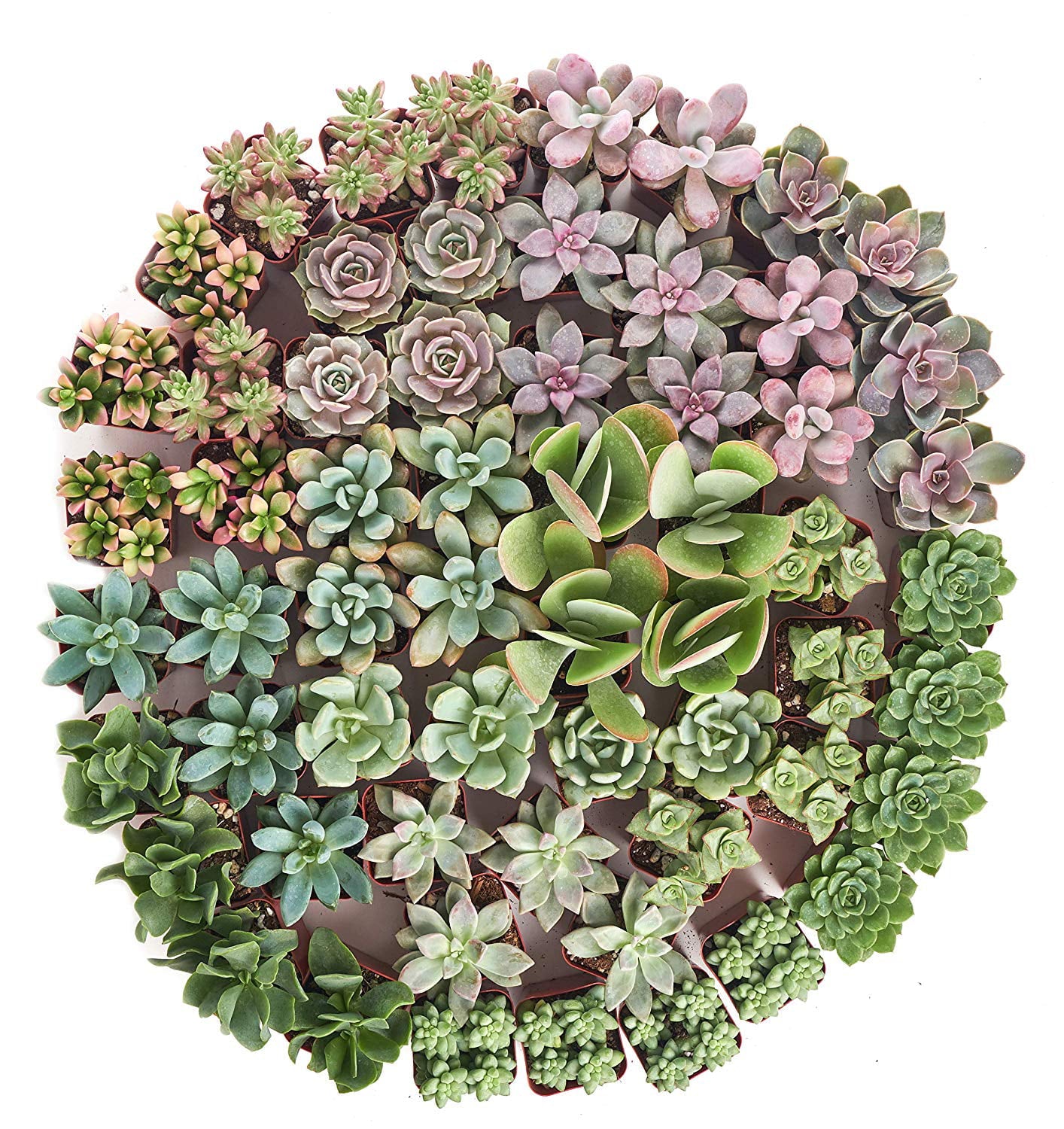 Home Botanicals Premium Pastel Succulent (Collection of 32)