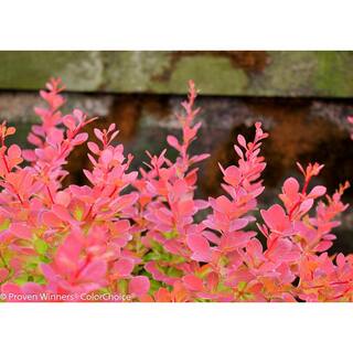 PROVEN WINNERS 4.5 in. qt. Sunjoy Tangelo Barberry (Berberis) Live Shrub Orange and Green Foliage BEBPRC1067800