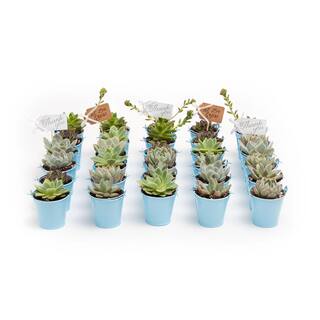 The Succulent Source 2 in. Wedding Event Rosette Succulents Plant with Blue Metal Pails and Let Love Grow Tags (30-Pack) 2-R-B-LLG-30