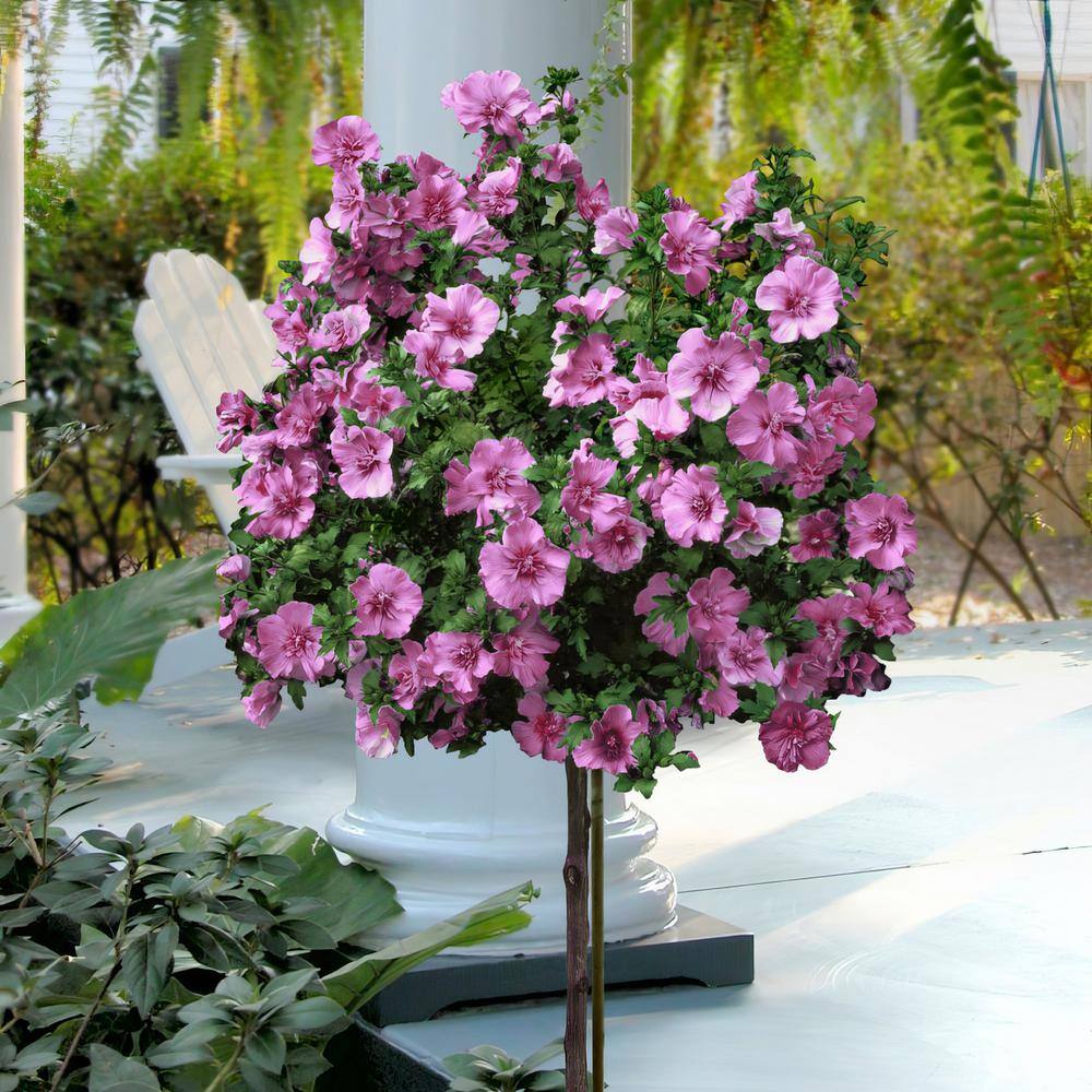 national PLANT NETWORK 2 Gal. Hibiscus Tahiti Tree with Pink Blooms (1-Plant) HD1342