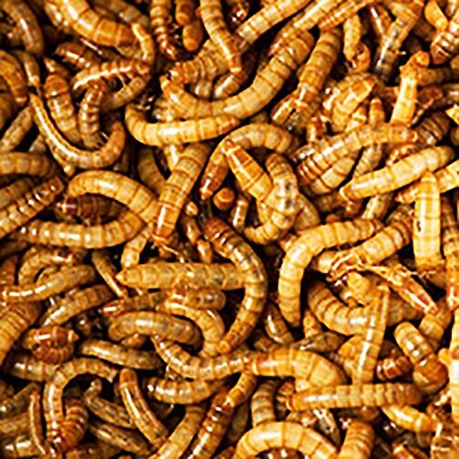 Uncle Jim's Worm Farm Live Mealworms Reptile and Fish Food