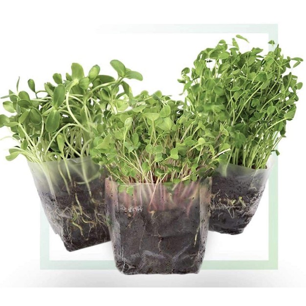 Window Garden Pop Up Microgreens Kit Just Add Water And Seed Kale