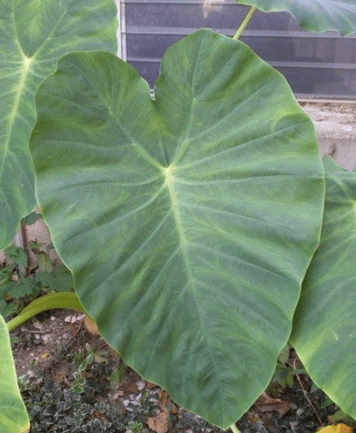 Blue Buddha Farm: Giant Elephant Ear Colocasia Bulb - Easy to Grow Outdoor Tropical Perennial Plant