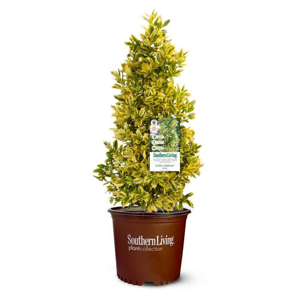 SOUTHERN LIVING 3 Gal. Golden Oakland Holly Plant with Golden Variegated Foliage 14501