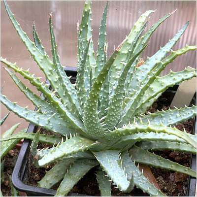 Aloe humilis - Succulent Plant