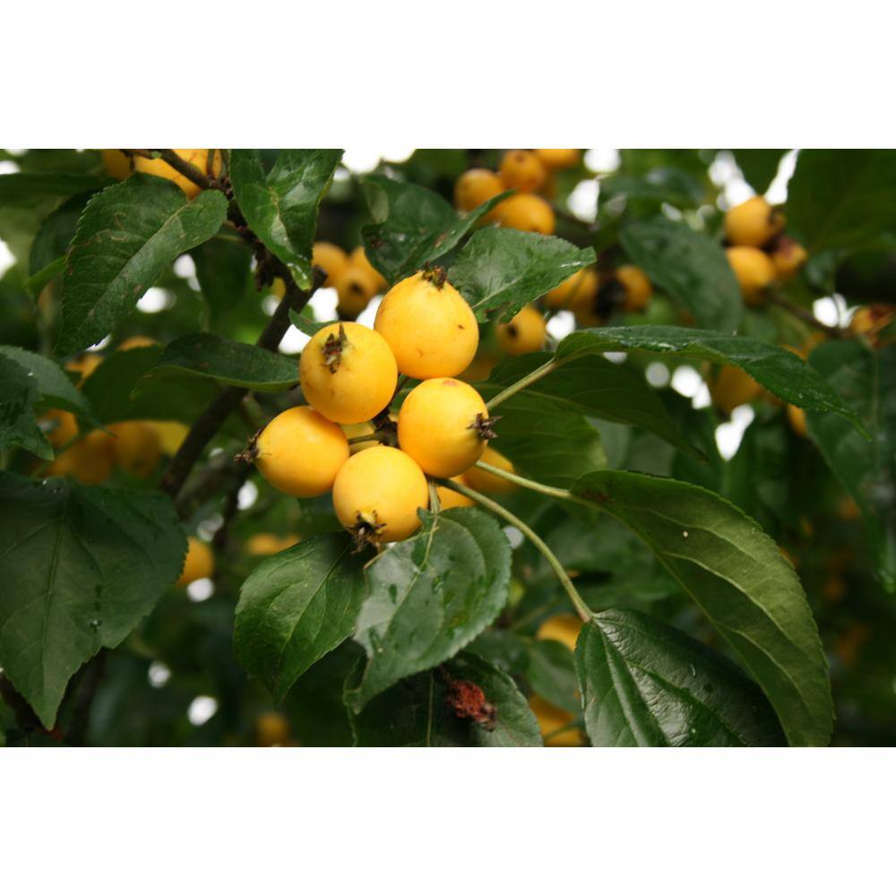 Online Orchards Harvest Gold Flowering Crabapple Tree Bare Root FLCA005