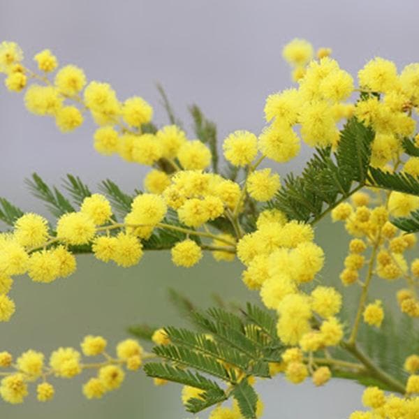 Acacia Dealbata, Silver Wattle - 0.5 kg Seeds