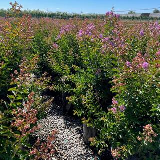 5 Container Catawba Purple Crape Myrtle Deciduous Tree LACB05