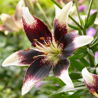 Garden State Bulb 1416 cm Netty's Pride Asiatic Lily Flower Bulbs (Bag of 30) ECS-51-30-03