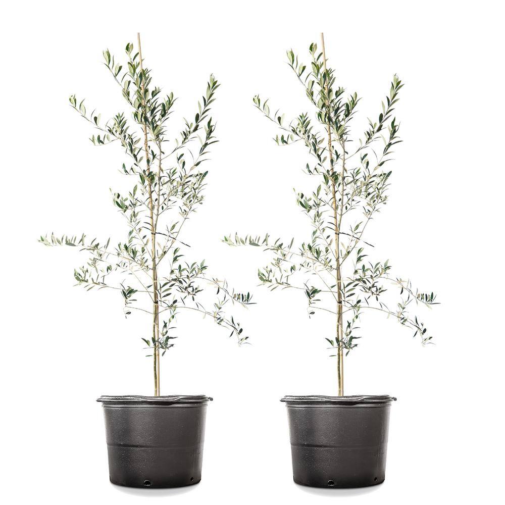 4 ft. -5 ft. Arbequina Olive (2-Pack) THD00131