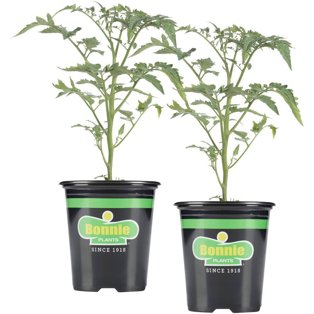 Bonnie Plants 19 oz. Super Sweet 100 Tomato Plant (2-Pack) 202107