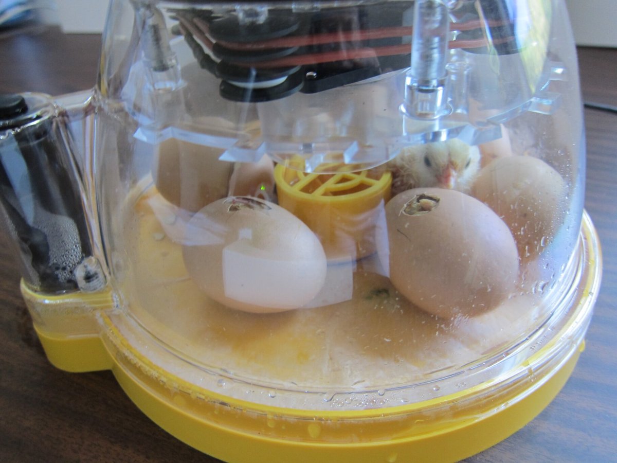 Brinsea Mini II Advance Automatic Egg Incubator