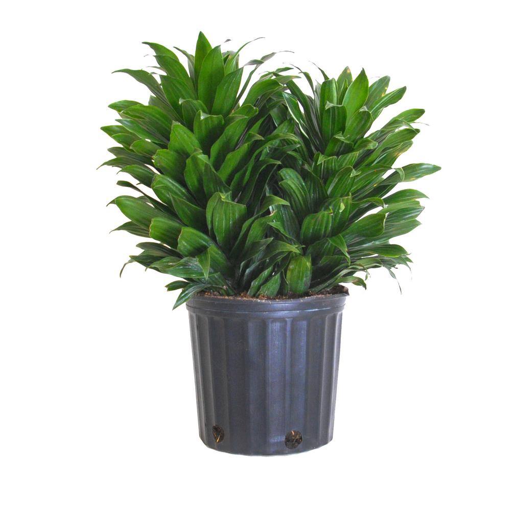 United Nursery 20 in. to 26 in. Tall Janet Craig Compacta Live Indoor Dragon Plant in 9.25 in. Grower Pot 22822