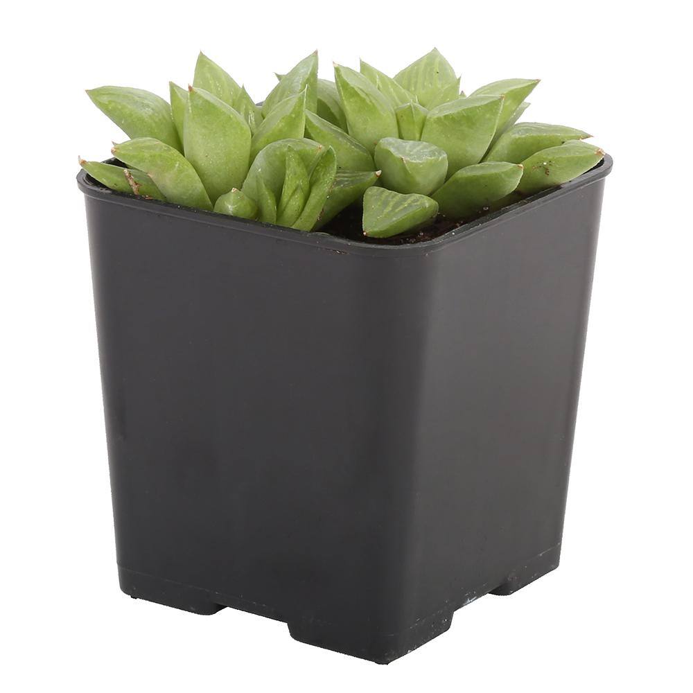 Costa Farms Small Assorted Haworthia Succulents in 2.5 in. Grower Pot， Avg. Shipping Height 3 in. Tall (4-Pack) 2SUCCHAWGROW4PK