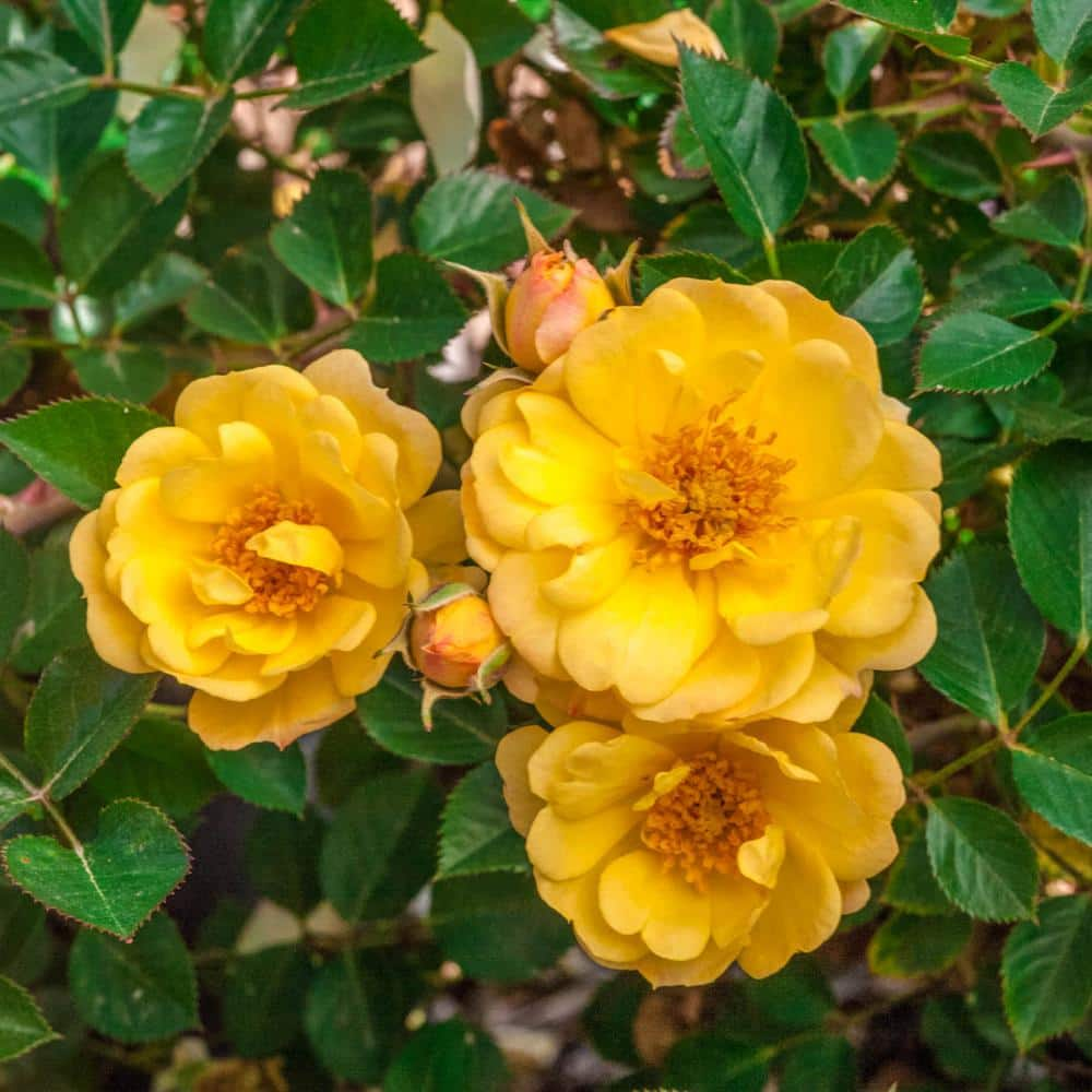 Spring Hill Nurseries Sunshine Happy Trails Groundcover Rose Dormant Bare Root Plant with Yellow Color Flowers (1-Pack) 86319