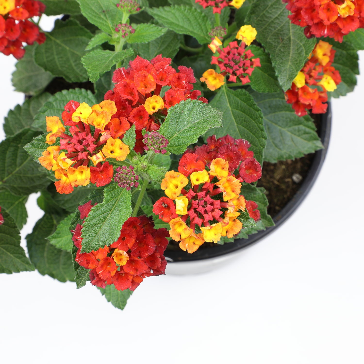 Expert Gardener 2.5QT Red Lantana Live Color Plant