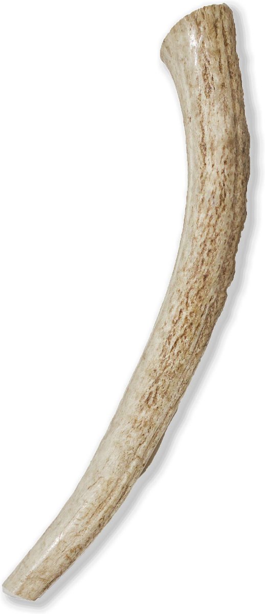 Prairie Dog Whole Elk Antler Dog Chews， 8 - 9.5 in