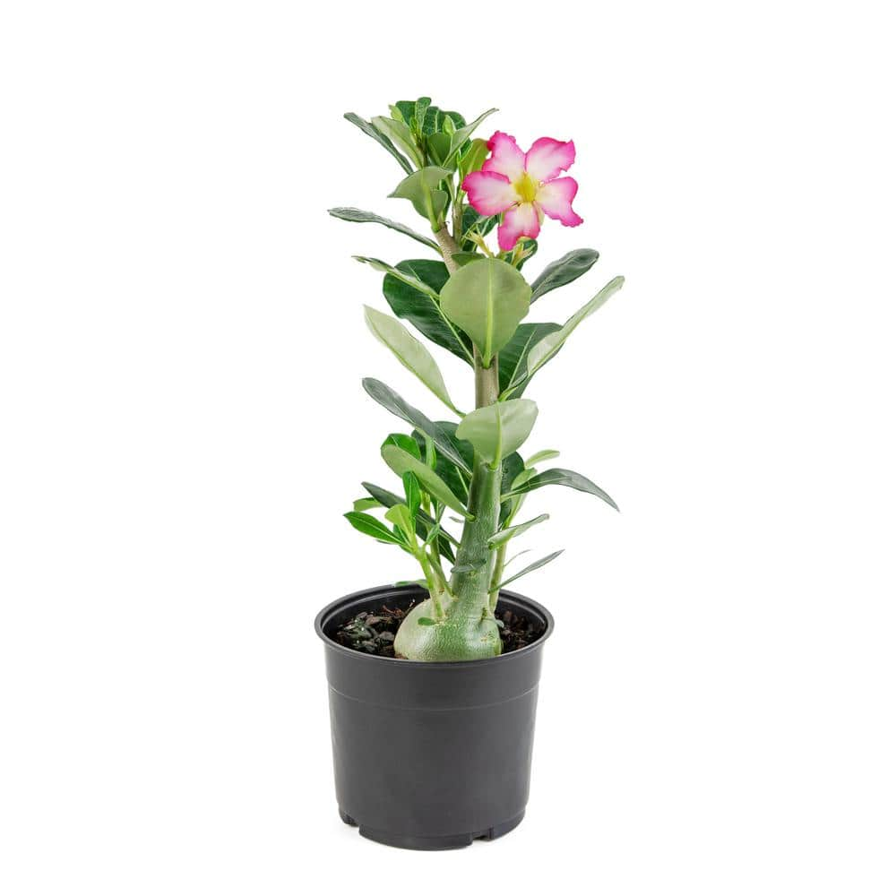 national PLANT NETWORK Desert Rose Assorted Mix (Adenium) in 4 in. Grower Containers (3-Plants) HD7730