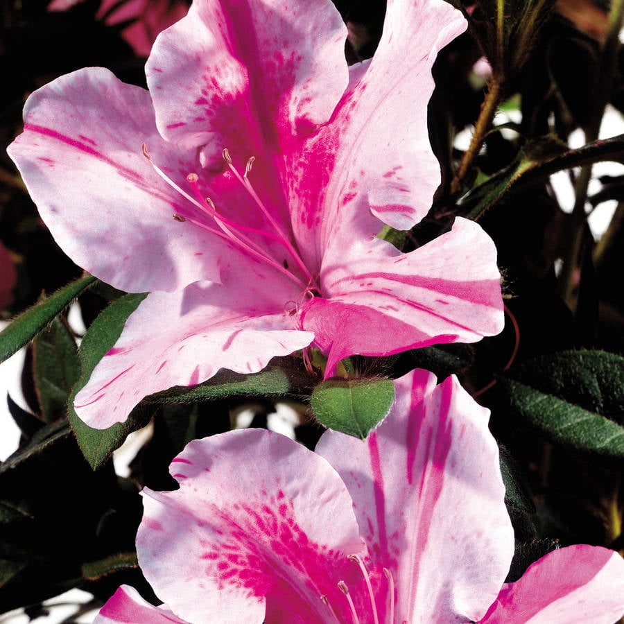 Encore Azalea Autumn Twist (1 Gallon) Purple and Pink Flowering Shrub - Full Sun Live Outdoor Plant