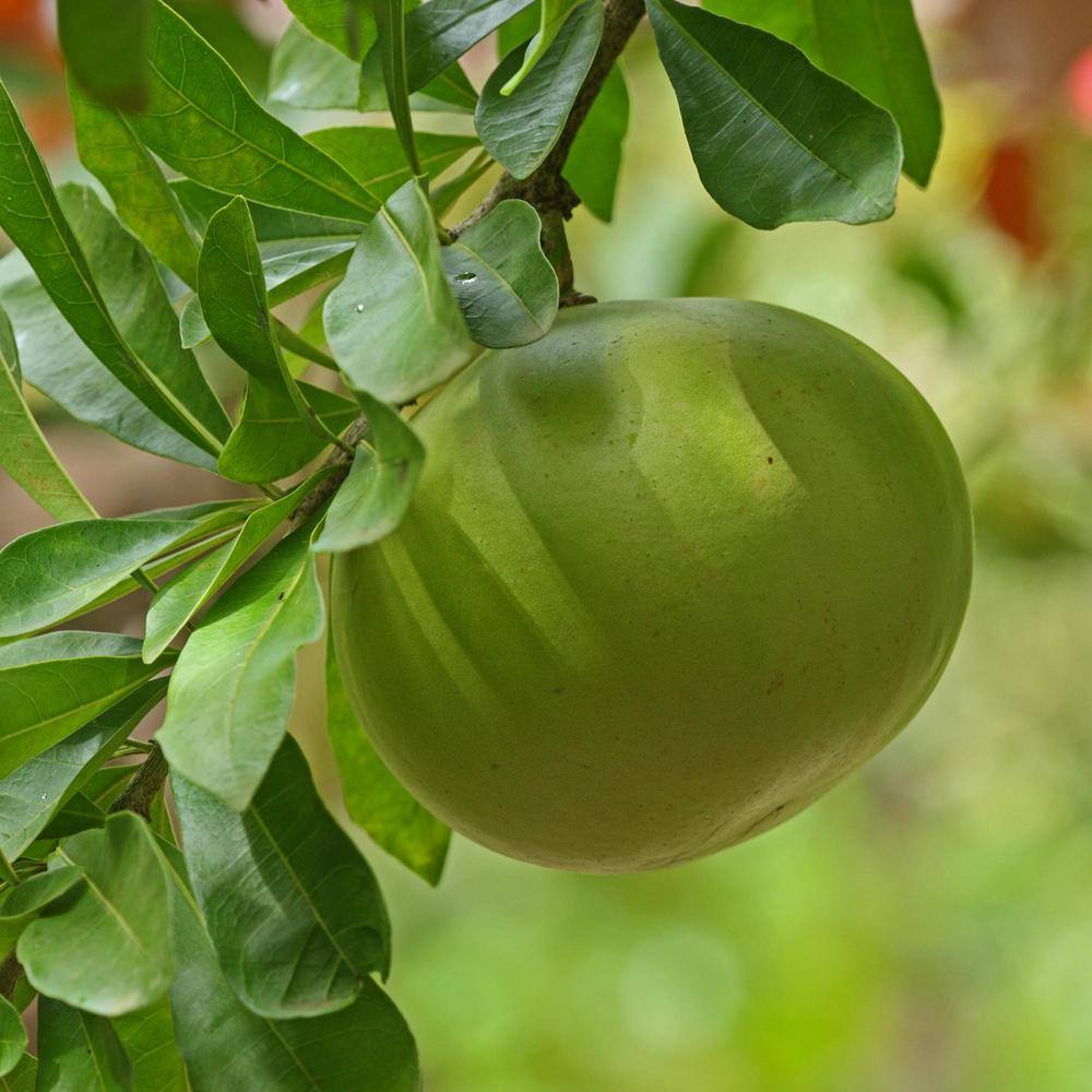 Alder  Oak #3 Container Oro Blanco Grapefruit Semi-Dwarf Evergreen Tree ORBB03