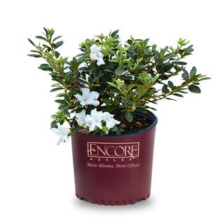 ENCORE AZALEA 1 Gal. Encore Autum Lily Azalea Shrub with White Occassional Purple Stripes Reblooming Flowers 10277