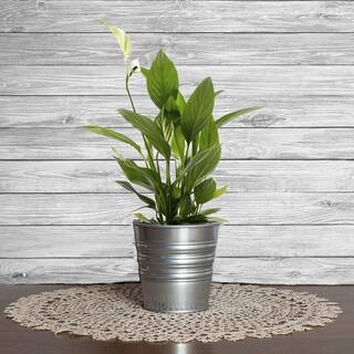 Costa Farms Spathiphyllum Peace Lily Indoor Plant in 6 in. Grower Pot Avg. Shipping Height 1-2 ft. Tall 6SPATH