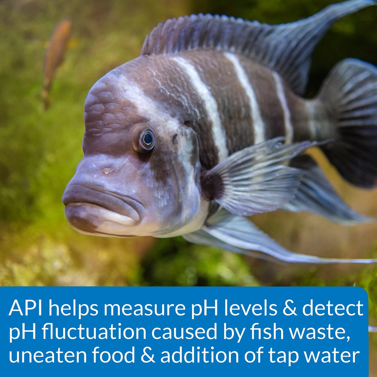 API High Range pH Fresh and Salt Water Aquarium Test Kit