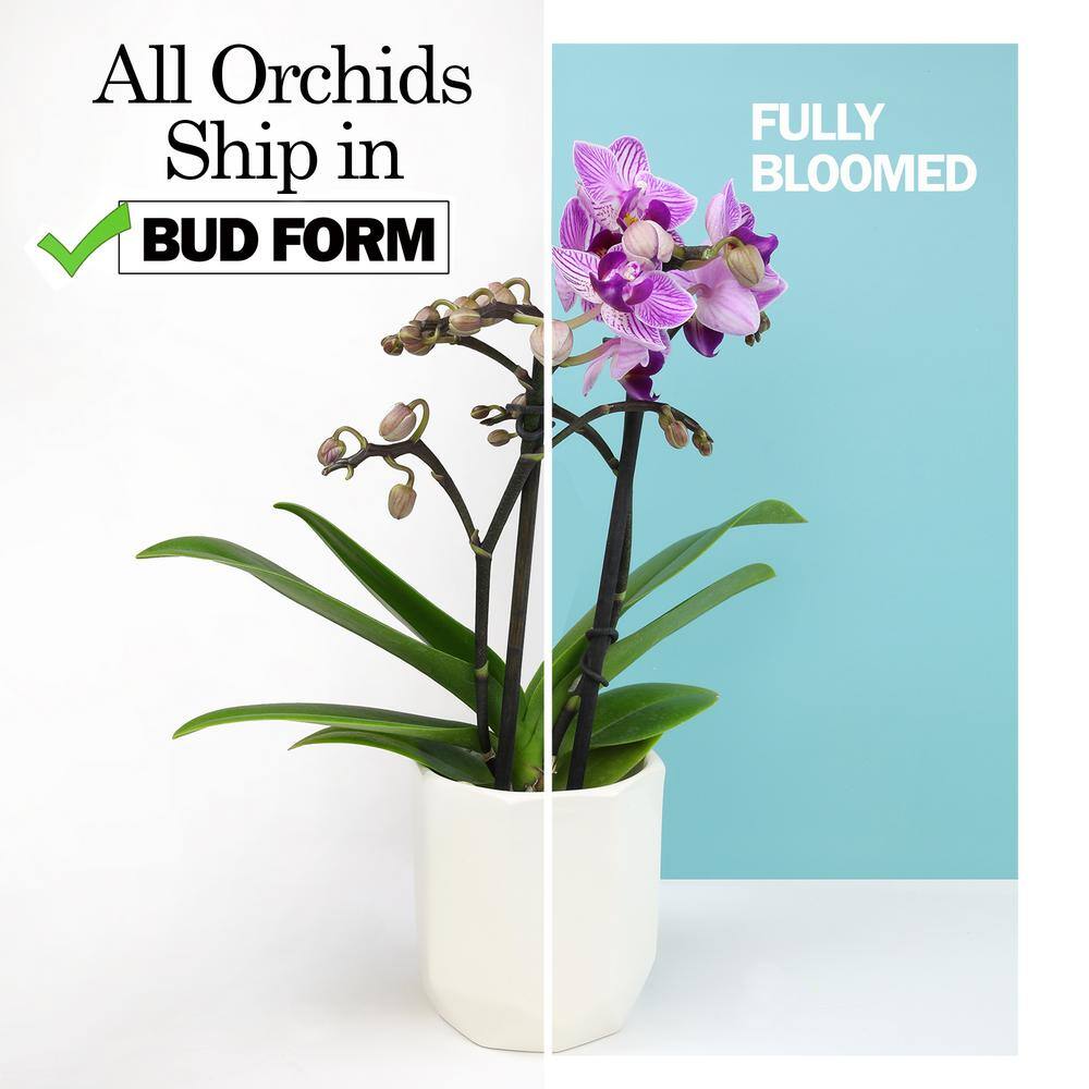 ALTMAN PLANTS Live Orchid (Phalaenopsis) with Purple Flowers in 5 in. White Ceramic Pot for Live Houseplants 0873011