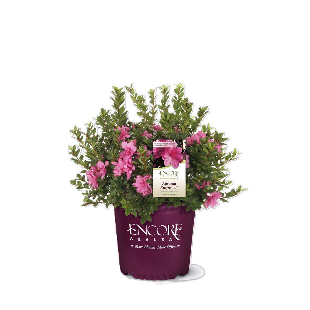 ENCORE AZALEA 1 Gal. Encore Autumn Empress Azalea Shrub with Pink Semi-Double Reblooming Flowers 10201