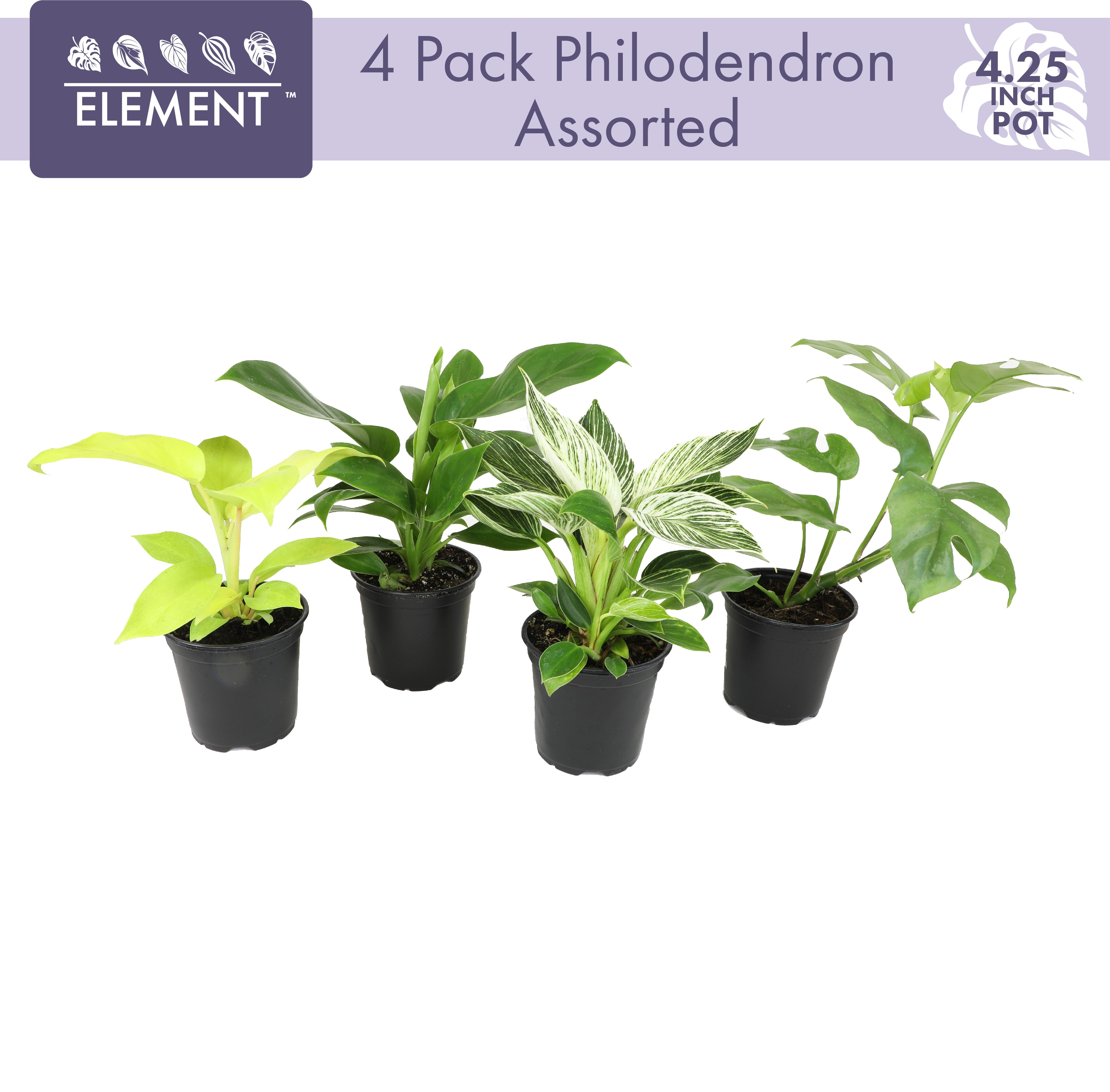 ELEMENT BY ALTMAN PLANTS 4 PACK OF 4.25