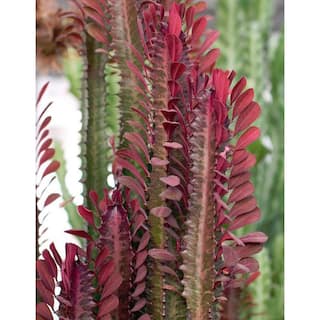 Pure Beauty Farms 1 Qt. Cactus Royal Red Cathedral (Euphorbia Trigona Rubra) Live Plant in 4.7 in. Growers Pot (4-Pack) DC1QCACROYRED4