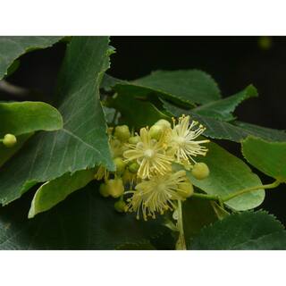 Online Orchards Littleleaf Linden Tree Bare Root SHLI002