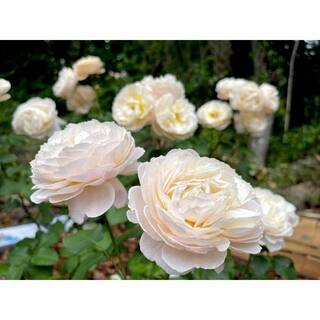 BELL NURSERY 3 Gal. Moonlight in Paris Rose with Cream Flowers (2-Pack) ROSA3MIP2PK