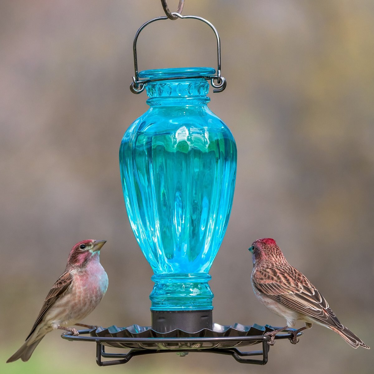 Perky-Pet Daisy Vase Vintage Bird Waterer